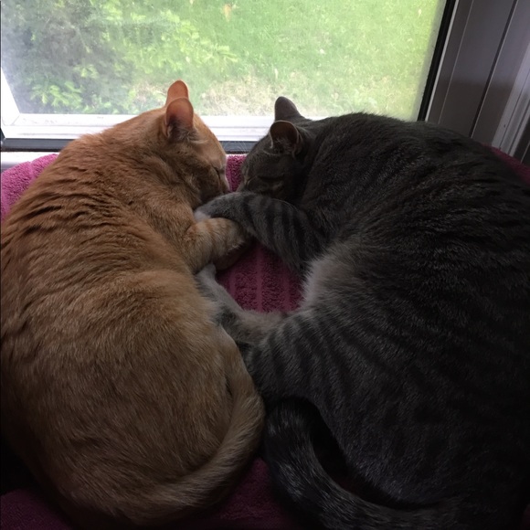 Hi! ๐๐ผIโm Katt. Offers always welcome! ๐ค - Picture 9 of 16